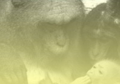 Banner Principal Frans De Waal Fondo