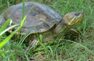 Tortuga Hicotea