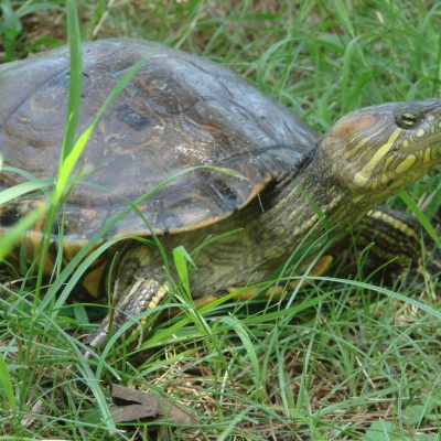 Tortuga Hicotea